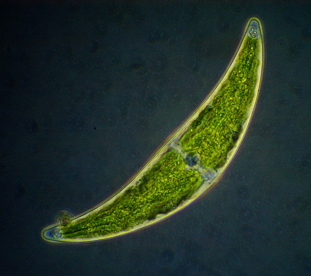 Closterium